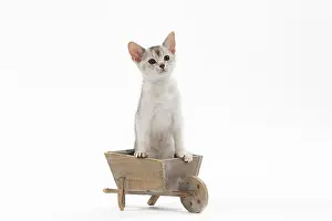 Wheelbarrow: Cat Black & Silver Abyssinian kitten in wheel