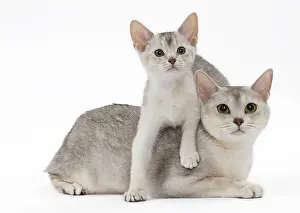 Abyssinians: Cat Black & Silver Abyssinian kittens