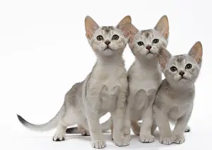 Abyssinians: Cat Black & Silver Abyssinian kittens