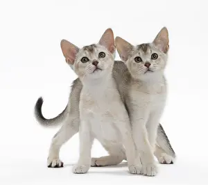Abyssinians: Cat Black & Silver Abyssinian kittens