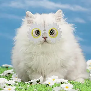 260420: Cat - Black silver shaded Persian kitten wearing