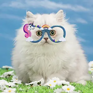 Unicorn: Cat - Black silver shaded Persian kitten wearing