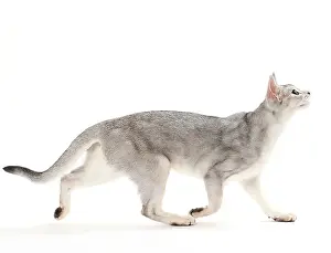 Ticked: Cat