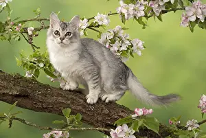 Tiffanie: CAT. black silver Tiffanie, in an apple tree with blossom