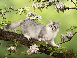 Tiffanie: CAT. black silver Tiffanie, in an apple tree with blossom