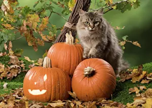Broom: Cat Black tipped Tiffanie, with Pumpkins
