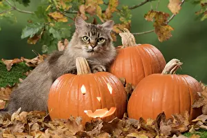 Hallowe En: Cat Black tipped Tiffanie, with Pumpkins