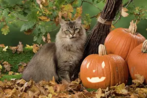 Pumpkins: Cat Black tipped Tiffanie, with Pumpkins