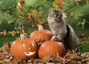Pumpkins: Cat Black tipped Tiffanie, with Pumpkins