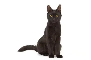 Supernatural: Cat - Black Turkish Angora in studio