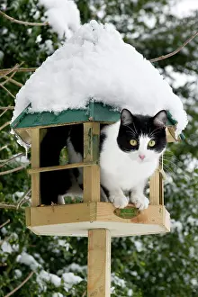 Table: Cat - black & white cat on a bird feeding table in snow