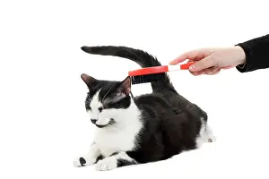 Brushed: Cat - Black & White domestic Cat - being brushed