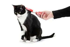 Brushed: Cat - Black & White domestic Cat - being brushed