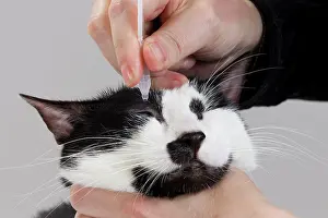 Unwell: Cat - Black & White domestic Cat - having eye drops