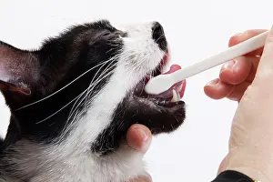 Dental: Cat - Black & White domestic Cat - with mouth being cleaned