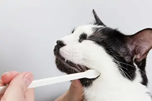 Dental: Cat - Black & White domestic Cat - with mouth being cleaned
