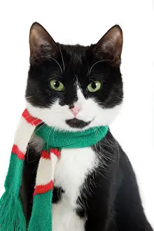 Knitted: Cat - Black & White domestic Cat - sitting down
