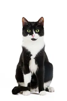 Jean-michel Labat: Cat - Black & White domestic Cat - sitting down