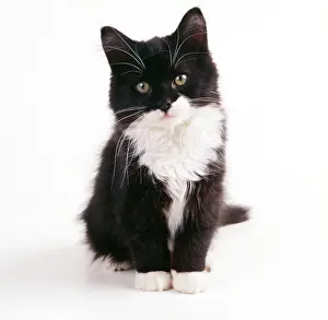Whiskers: CAT - black & white kitten