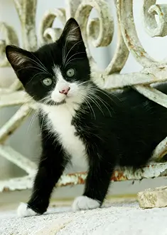 Jean-michel Labat: Cat - Black and white kitten climbing through hole in fence