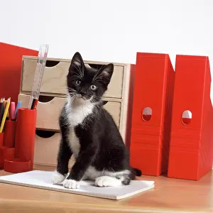 Desk: CAT - Black and white kitten, by files