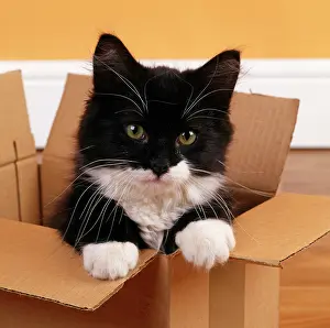 Cardboard: Cat - Black and White Kitten - looking out from