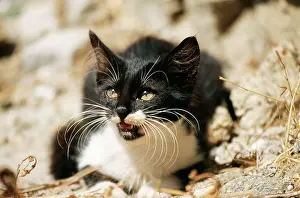 Santorini: CAT- Black and white kitten with whiskers