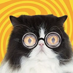 Spectacles: Cat - Black & White Persian