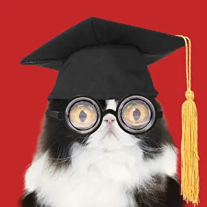 040718: Cat - Black and White Persian wearing glasses and