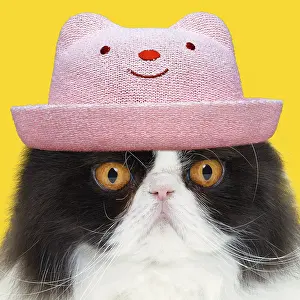 260421: Cat - Black & White Persian wearing pink smiling hat