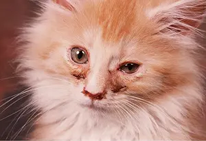Unwell: CAT - WITH BLOCKED TEAR DUCTS