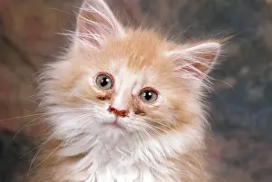 Tear: Cat - blocked tear ducts - like cat flu
