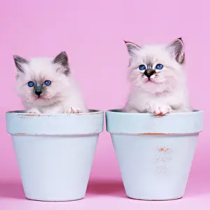 Flowerpots: Cat - Blue Birman and Seal Tabby Birman Kittens