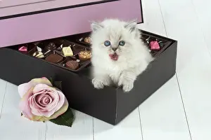 Lucky: Cat Blue cream colour point X breed 5.5 week old kitten