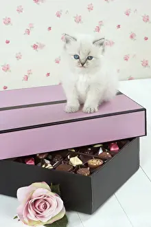 Sweets: Cat Blue cream colour point X breed 5.5 week old kitten