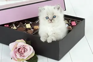 Sweets: Cat Blue cream colour point X breed 5.5 week old kitten
