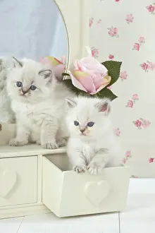 Dressing: Cat Blue cream colour point X breed 5.5 week old kitten