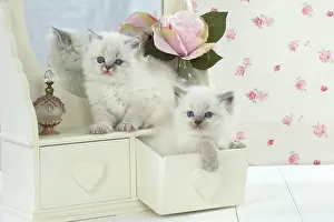Dressing: Cat Blue cream colour point X breed 5.5 week old kitten