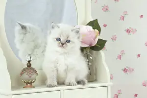 Dressing: Cat Blue cream colour point X breed 5.5 week old kitten