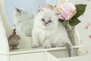 Dressing: Cat Blue cream colour point X breed 5.5 week old kitten