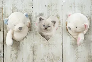 Hearts: Cat Blue cream colour point X breed 5.5 week old kitten