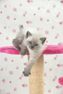 Scratching: Cat Blue cream colour point X breed 5.5 week old kitten