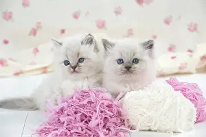 Balls: Cat Blue cream colour point X breed 5.5 week old kitten