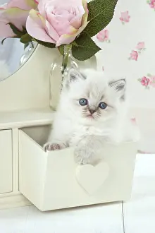 Tables: Cat Blue cream colour point X breed 5.5 week old kitten
