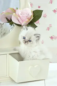 Tables: Cat Blue cream colour point X breed 5.5 week old kitten