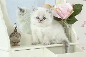 Tables: Cat Blue cream colour point X breed 5.5 week old kitten