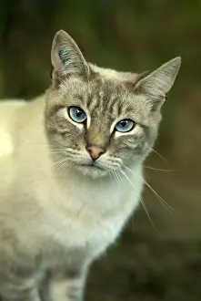 Calms: Cat with blue eyes to gaze deep