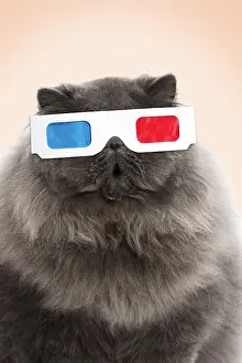 040718: Cat, Blue Persian wearing 3D glasses, surprised