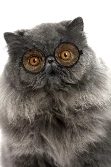 Spectacles: Cat - Blue Persian wearing glasses, surprised expression