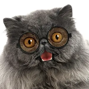 Spectacles: Cat - Blue Persian wearing glasses smiling laughing